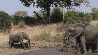 Elephant MUD BATH and the NTSEVU pride