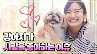 강아지는 왜 사람을 좋아할까?