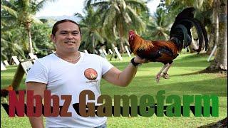 Best Quality By Nbbz Gamefarm