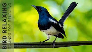 Bird Chirping Sound - 24 Hours of Beautiful Birds (No Music) Relaxing Nature With Birds Singing