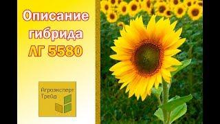 Подсолнечник ЛГ 5580 , описание гибрида  - семена в Украине