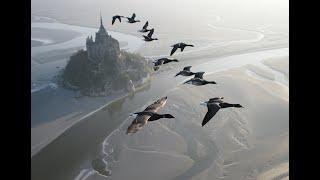 Amazing flights with birds on board of a microlight. Christian Moullec avec ses oiseaux