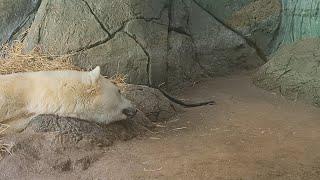 Anana Polar Bear Meets Rat Snake