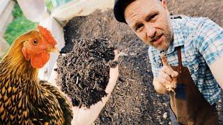 No More Buying Compost | Chickens made it for FREE