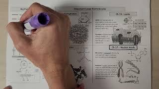Biomolecules - nucleic acids context