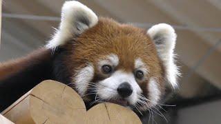 レッサーパンダ　リーファちゃん　飼育員さんに会いたいようです　【のんほいパーク】Red panda Leafa-chan Toyohashi Zoo