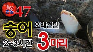 2~3시간만에 숭어 3마리 획득!!!