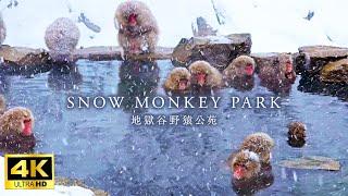 【4K Japan Walk】Snow Monkey Park | Beautiful snowy scenery and monkeys bathing in hot spring