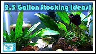 2.5 Gallon Fish Tank Stocking Ideas!