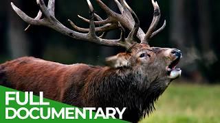 Autumn - A Symphony of Survival | Free Documentary Nature