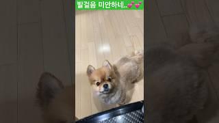 찐 발걸음️️‍️ #dog #happy #pet #찐사랑 #찐행복 #찐감사 #감사 #사랑 #행복 #goodmorning #happy #love #thanks