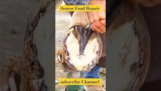 Horse  Foot Repair #cuteanimal #animals #horse #shorts #shortsfeed #shortvideo