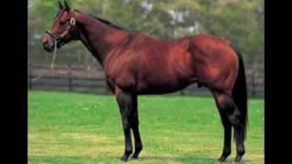 Trippi - Pride of Drakenstein Stud Farm