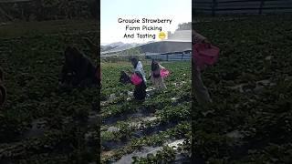 #groupies #strawberrypicking #strawberry #farm #fanling #hk #funtime #shortsfeed #viralvideo