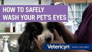 How To Safely Wash Your Pet's Eyes With Vetericyn Plus – Veterinarian Dr. Mindy