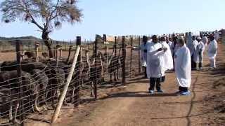 KKGTT - Small Scale Ostrich Farming in South Africa