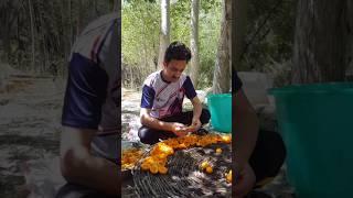 Drying Apricots | Dried Apricots Benefits | How to dry apricots in the sun #apricots #driedapricots