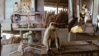 Monkey  video || West Bengal local monkey || Date - 04/03/2023