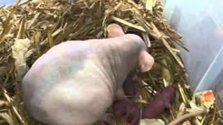 The growth of my babies hairless rats 2