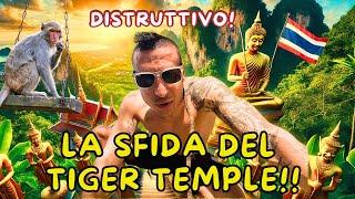 1260 SCALINI TRA SCIMMIE, SUDORE E NATURA! LA SFIDA DEL TIGER TEMPLE DI KRABI! NE VALE LA PENA??