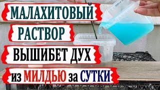  Внимание! Вспышка МИЛДЬЮ на винограде. Этот МАЛАХИТОВЫЙ РАСТВОР от Ивана ВЫЛЕЧИТ за сутки.