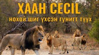 Cecil арслангийн түүх. Гоё түүхүүд Arslan tuuh Goe tuuhuud mongol heleer kino Barimtat kino