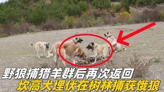 野狼捕猎羊群后再次返回，坎高犬埋伏在树林边，抓住了捕羊的饿狼#牧羊犬 #坎高犬 #狼群 #狼 #牧民生活