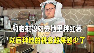 带老挝媳妇一起种红薯，马上就要搬家，种地的机会越来越少了！