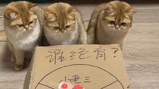 【牛奶是只猫】好家伙！中大奖了！！！#金渐层