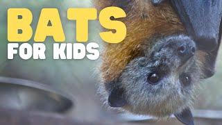 Bats for Kids | Learn cool facts about bats