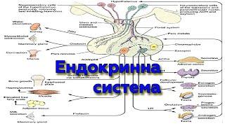 Лекція - Ендокринна система 1