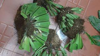 LAN RỪNG KON TUM 4/4/2025 LH 0973821799