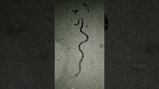 #shorts #viralvideo #mogal #maa #bestvideo #snake #snakevideo #funny let night 9824832502