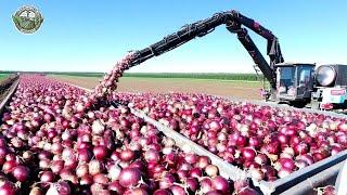 How American Farmers Harvest 4.5 Million Tons Onions | Farming Documentary