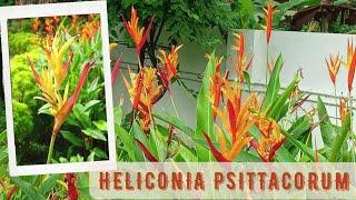 Heliconia Psittacorum | Parakeet flower | False bird of Paradise - Care & Propagation