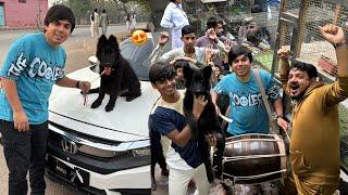 Black German Shepherd Dog La Liya  Market Me Agg Laga Di 