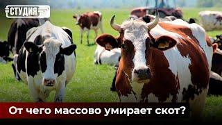 Почему падёж скота становится обыденностью?