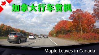 Maple leaves viewing by car, Quebec, Canada [Pure scenery + music] 