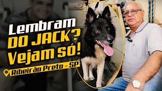 BORDER COLLIE AGRESSIVO? VEJA A TRANSFORMAÇÃO DE JACK EM 14 DIAS!