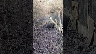 Wild Boar Hunting #viral #hunting #foryou