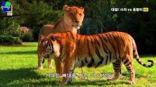 ▲ 거대한 라이거(Big liger))의 실제모습(Actual features )