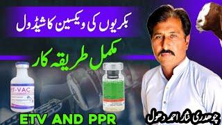 Vaccine schedule of goat farm ||PPR&ETV ||DHOOL GOAT FARM