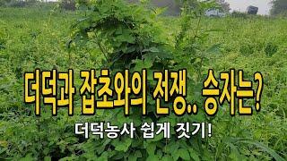 더덕농사 쉽게하기.. 풀과 같이 공생하며 더덕재배하는 방법 지주대없는 더덕밭모습