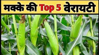 मक्का की बेस्ट 5 किस्में | Top 5 Hybrid maize/corn seeds | 3401 makka | nk 30  | 9108plus| ph3302|