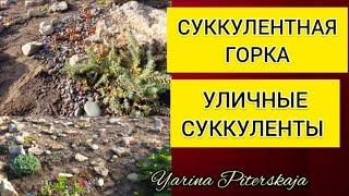 Суккулентная горка. Уличные суккуленты.