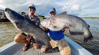 Monster Mississippi River Catfish