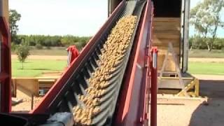 Walnuts Australia Tabbita NSW Walnut Orchard