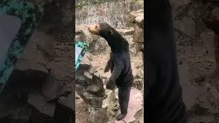 Is the Sun Bear at Hangzhou Zoo Truly a Bear? #shorts #zoo #bears