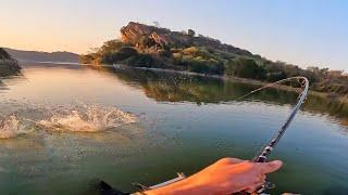 Catching Massive Tilapia by the Hippos!