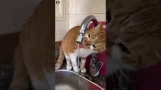 cat video  #cat